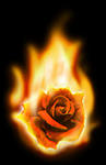 FireRose's Avatar