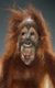 MonkeyLover's Avatar