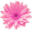 sunflower37's Avatar