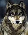 GreyWolf's Avatar