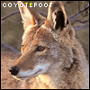 coyotefoot's Avatar