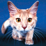 meowy's Avatar