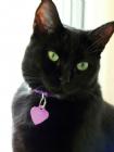 Purrceyz's Avatar