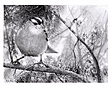 SparrowSings's Avatar
