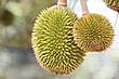 Durian's Avatar