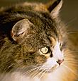 Candlebrook Cat's Avatar