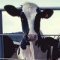 Cherry Cow's Avatar