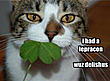 IrishKat's Avatar