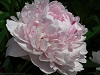 pinkpeonies's Avatar
