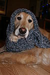 Crazy Dog Lady's Avatar