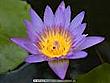 lotusflowerbomb's Avatar