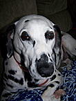 Turtleboo142's Avatar