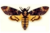 Astoria's Avatar
