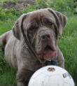 Dichi's Avatar