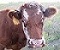 Tulip2's Avatar