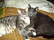 Reigning Cats's Avatar