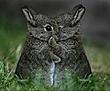 HuggerBunny's Avatar