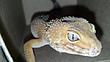 lizardlover94's Avatar