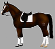 DressageGrl's Avatar