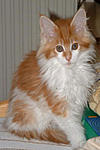 fatcatz's Avatar