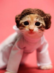 darthkitten's Avatar