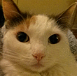 HolliPsalms91's Avatar