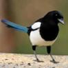 the_magpie's Avatar