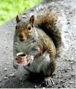 1gurlsquirrel's Avatar