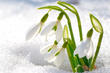 Snowdrop's Avatar