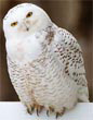 snowyowl's Avatar