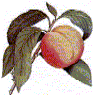 peach_linen's Avatar