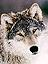 Smiling_wolf's Avatar