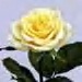 YellowRose49's Avatar