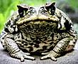 healthytoad's Avatar