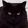 Moon Jaguar's Avatar