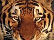 zoo mama's Avatar