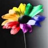 sensual_blossom's Avatar