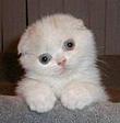 EyeSing's Avatar