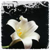 heavy_in_austin's Avatar