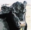 LoveCows's Avatar