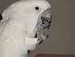 lamees's Avatar