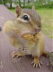 Chipmunk's Avatar