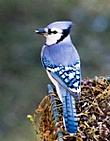 bluejay's Avatar