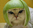 mentalisticallycute's Avatar