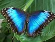 Blue Butterfly's Avatar