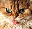 Cats tongue's Avatar