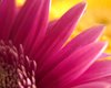 iluvdaisies's Avatar