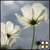 ladyjane's Avatar