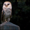 owlgrrl13's Avatar