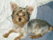 luvmyyorkies's Avatar